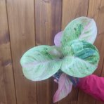Aglaonema (Aglaonema commutatum) ‘APPLE FANTASY’ - výška 20-30 cm, kont. C1L